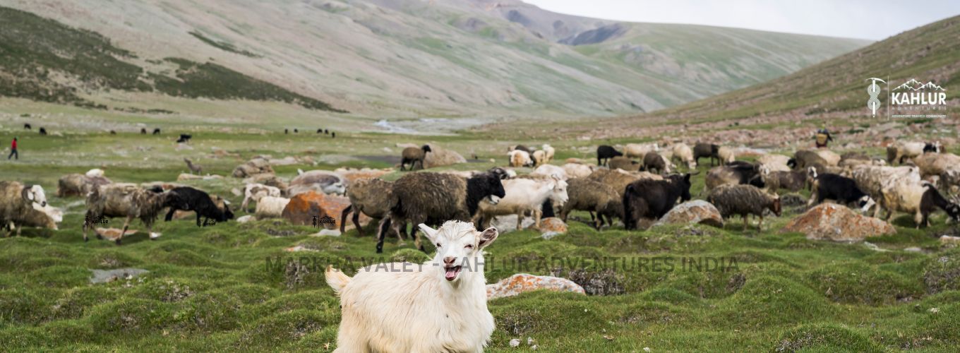 Kahlur Adventures India Trek to Markha Valley Ladakh