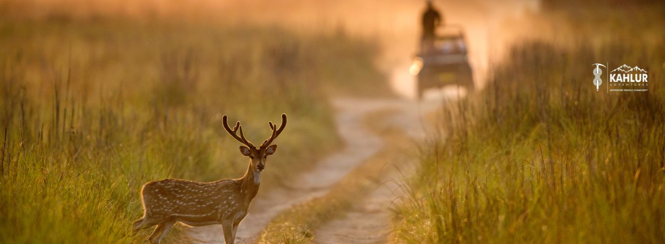 Jim Corbett national park - Kahlur India Travels