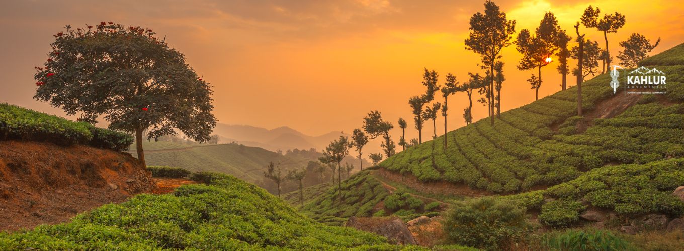 Kerala Tea Garden Tour- Kahlur India Travels