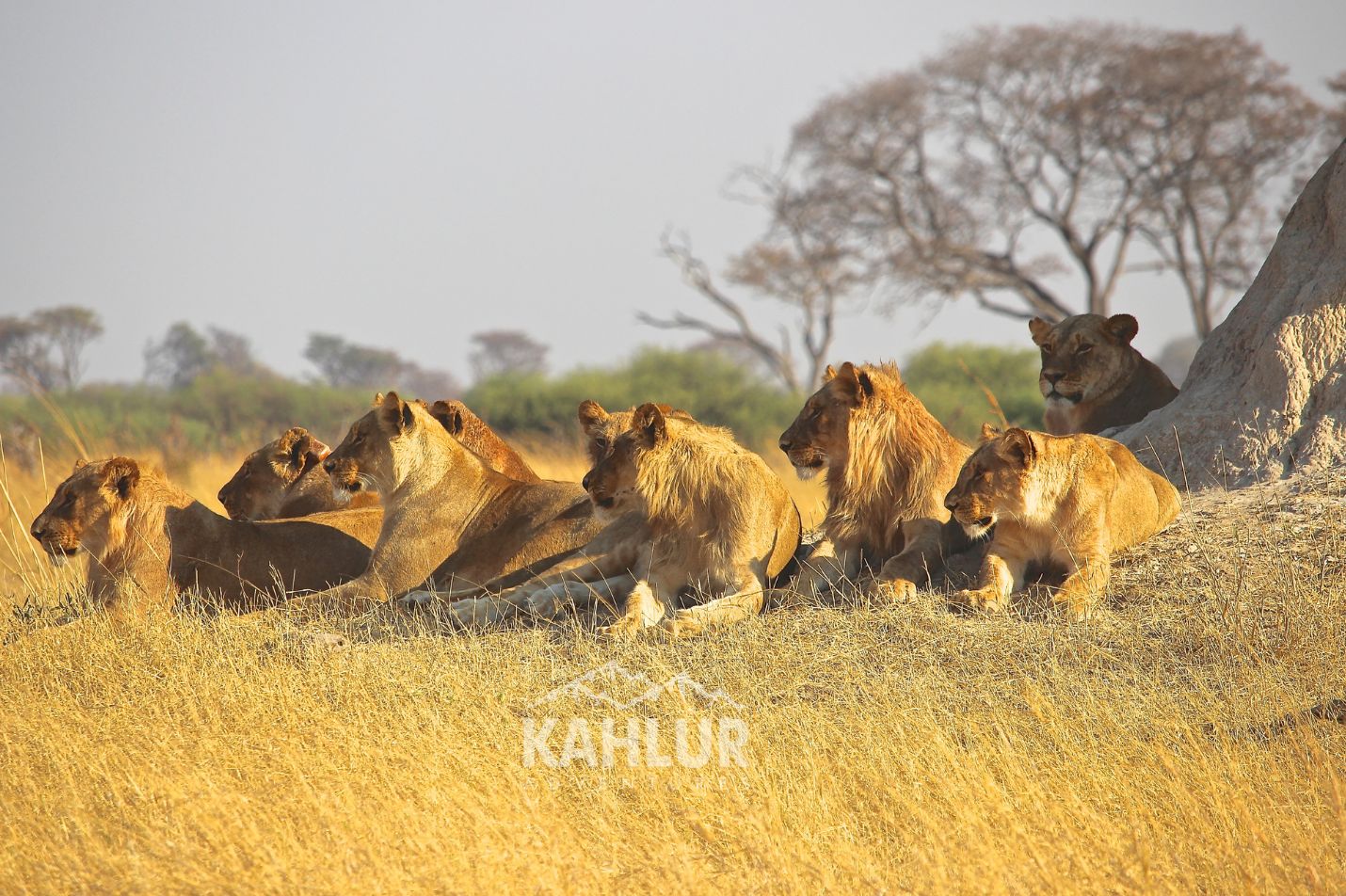 Kilimanjaro Lions - Kahlur India