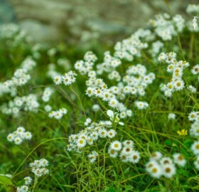 flower Manimahesh Yatra Details - Team Kahlur Adventures flower Manimahesh Yatra Details - Team Kahlur Adventures